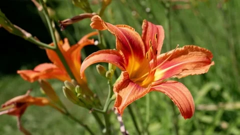 Orange flower on a blurred background. 4k. Stock Footage 156904337