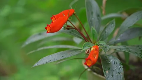 Orange flower with bokeh background. Silent motion orange flower video Stock Footage 170760930
