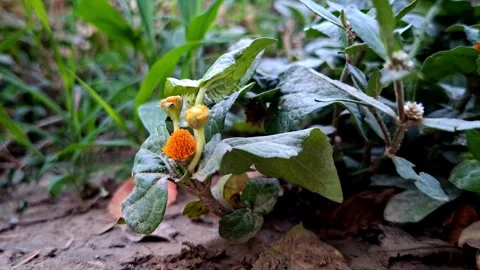 Orange Flower Buds Growing Close to Soil Ground Vídeo Stock 337278325
