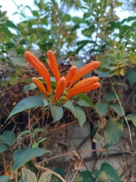 Orange Flower in Buds Stock Photos
