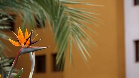 Orange flower on building background Video stock 75216991