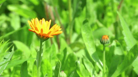 Orange flower of calendula Stock Footage 24790417
