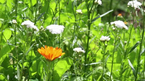 Orange flower of calendula Stock Footage 24797286