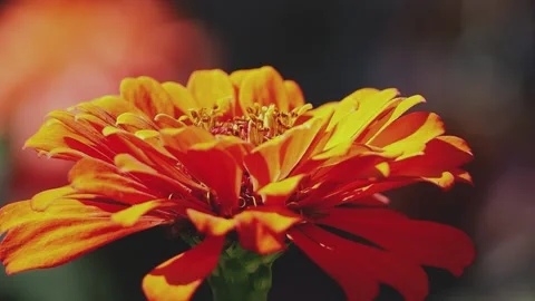 Orange flower close-up. A beautiful decorative flower sways in the wind. Stock Footage 160800622