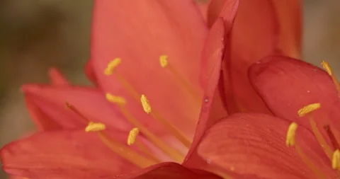 Orange Flower Close Up 스톡 동영상 276136714