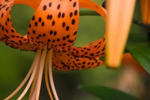 Orange Flower close-up Macro Stock Photos