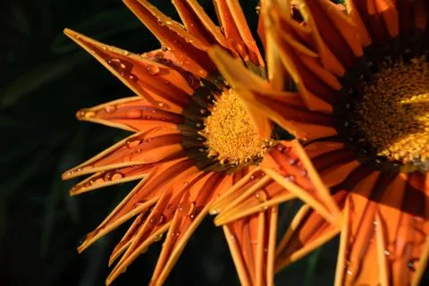 Orange Flower (Close-up) Macro Stock Photos