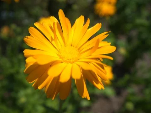 Orange Flower up close Stock Photos