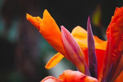 Orange flower close-up Stock Photos