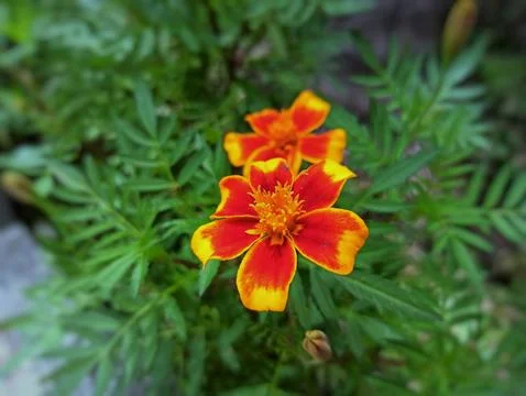 Orange Flower, Close up Stock Photos
