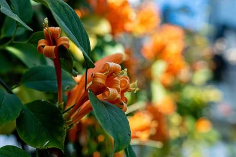 Orange flower close-up on a soft background Stock-Fotos