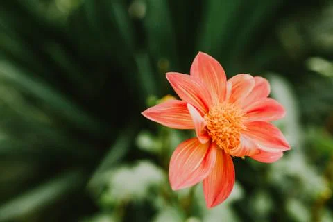 Orange flower closeup Foto stock
