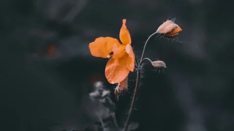 Orange flower colove Stock Footage