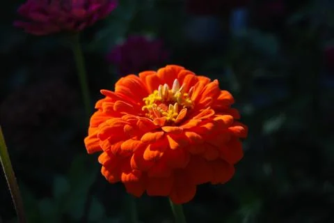 Orange flower with dark background Stock Photos