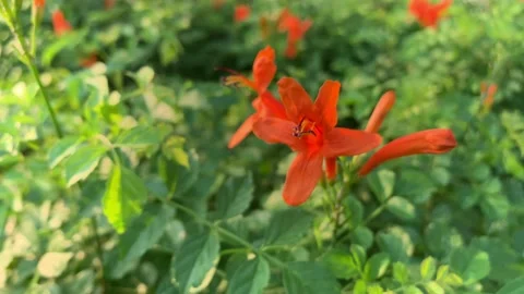 Orange Flower - Daylight Video stock 174704617