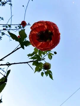 Orange flower from a different perspective Stock Photos