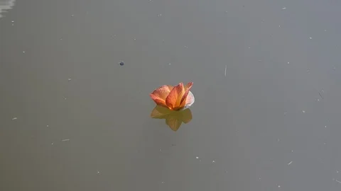 Orange flower drift on water Stock Footage 90779876