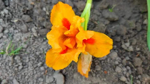Orange flower of dwarf iris. Orange petals of iris flower near ground close-up 库存影片 280303951