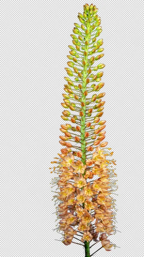 Orange Flower Eremurus Blooming in Time Lapse on a Black Background with Al.. Stock Footage 345122358