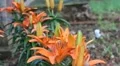 Orange flower (fire lily) waving in the wind in a park HD Footage