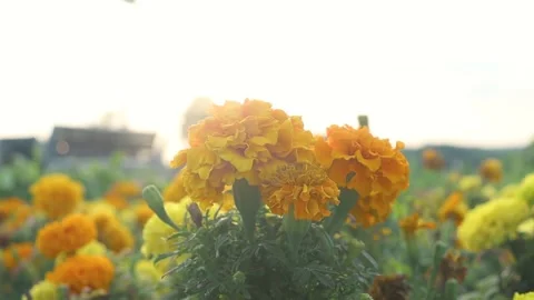 Orange flower on a flowerbed in the rays of light. 스톡 동영상 255800238