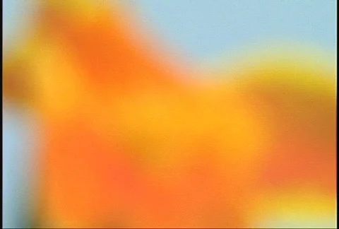 Orange Flower Stock Footage 143726