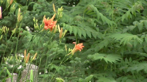 Orange Flower Stock Footage 327123