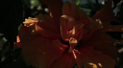 Orange Flower Stock Footage 739379