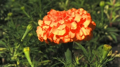 ORANGE FLOWER Stock Footage 742873