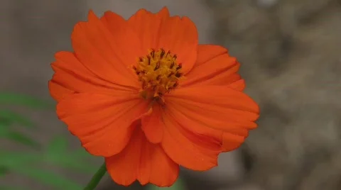 Orange flower Video stock 785744