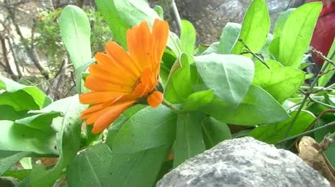 Orange Flower 動画素材 12744325