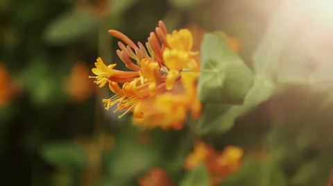 Orange Flower Stock Footage 25044527