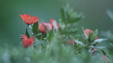 Orange flower Stock Footage 35659826