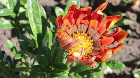 Orange Flower Stock Footage 49997285