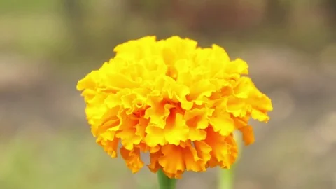 Orange flower Video stock 82239952
