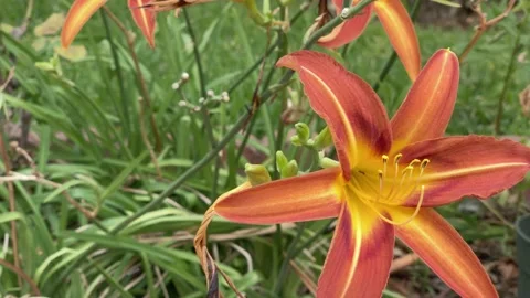 Orange Flower Stock Footage 139251889
