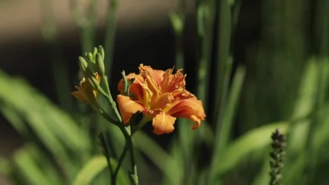Orange Flower Video stock 170634051