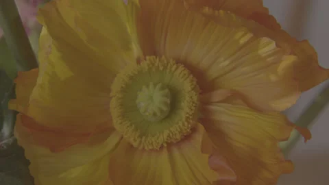 Orange flower Stock Footage 170772617