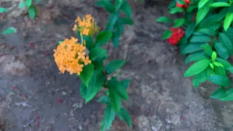 Orange Flower Video stock 171113716