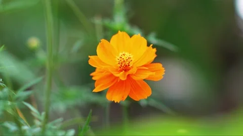 Orange Flower Video stock 311269295