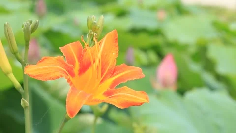 Orange flower in the garden	 Stock-Footage 305820763