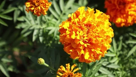 Orange flower in the garden Stock-Footage 310919735