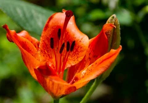 Orange flower in the garden Stock Photos