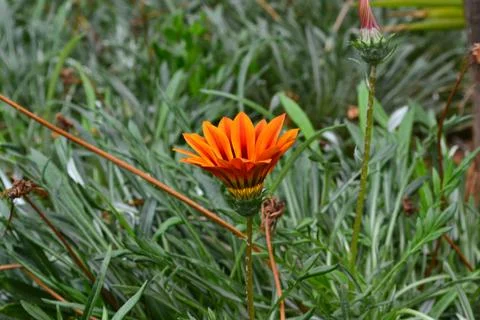 Orange Flower in the Grass Foto stock