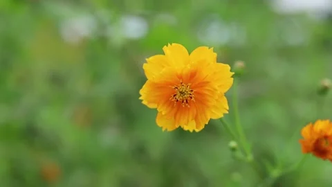 Orange flower with green background Stock Footage 158594310