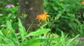 Orange Flower In Green Forest 4k or 4k+ Resolution