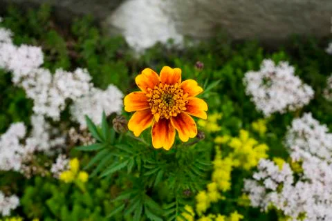 Orange flower helenium in the garden macro Stock Photos