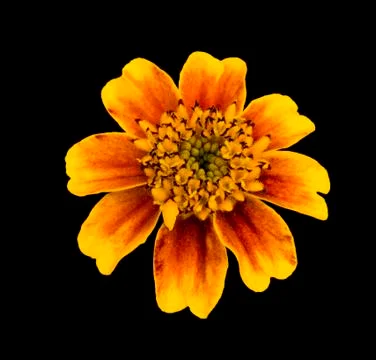 Orange flower helenium macro isolated on black Stock Photos