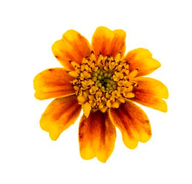 Orange flower helenium macro isolated on white Stock Photos