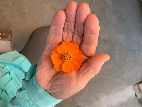 Orange flower in human hand Stock Photos
